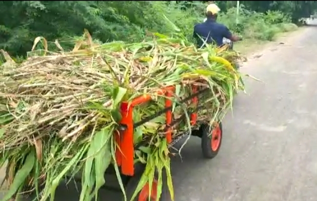 agriculture trolley for sale